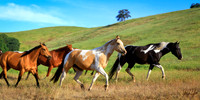A Horse Is Poetry In Motion II