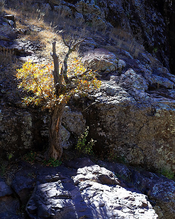 Oak Sentry Of Workman Falls