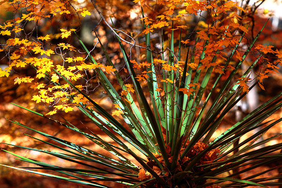 Autumn Novelties And Contradictions