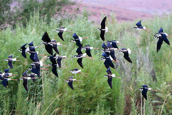 Black-necked Stilts In Flight