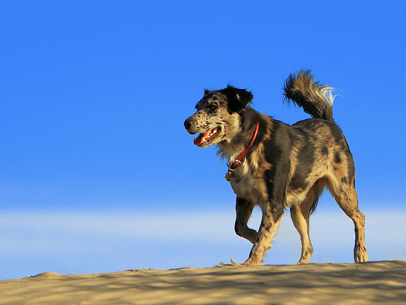 The Spirit Of Mesquite Flats