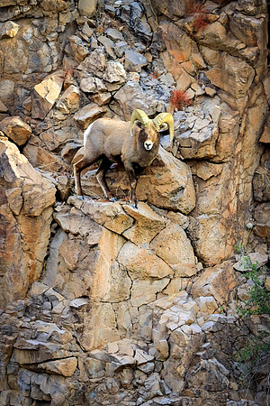 Ram On The Rocks
