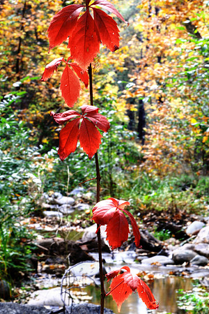 Welcome To The Autumnal Party