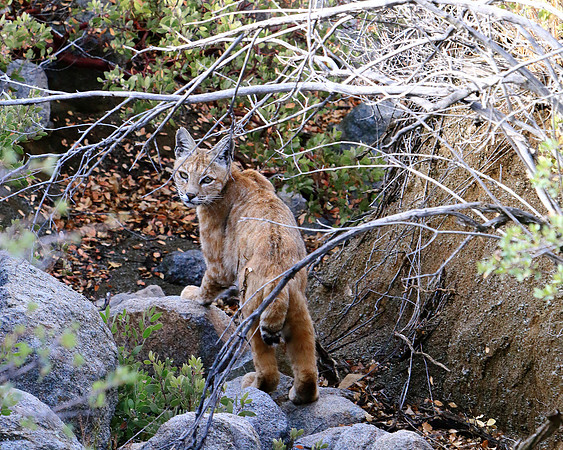 The Mystery Of A Wild Cat