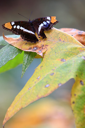 Acceptance And The Decay Of Life