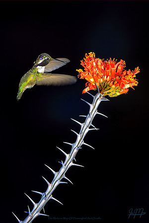The Medicine Mojo Of Hummingbird And Ocotillo