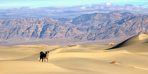 Dog Of The Death Valley Dunes
