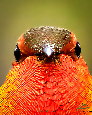 Rufous Judgements