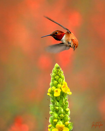 Rufous Rights IV