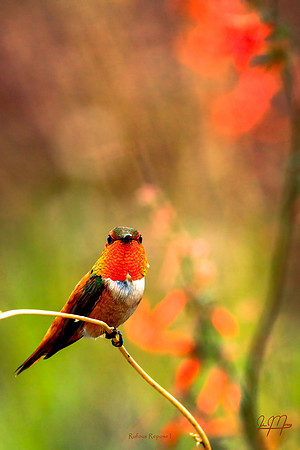 Rufous Repose I