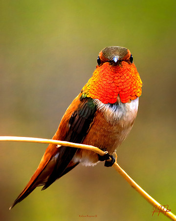 Rufous Repose III