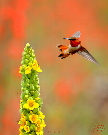 Rufous Rights III