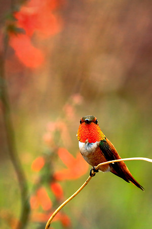 Rufous Repose IV