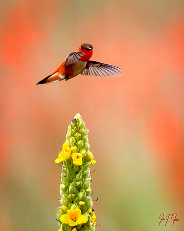 Rufous Rights I