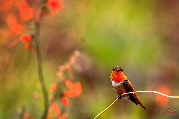 Rufous Repose II