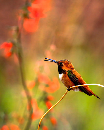 Rufous Reply