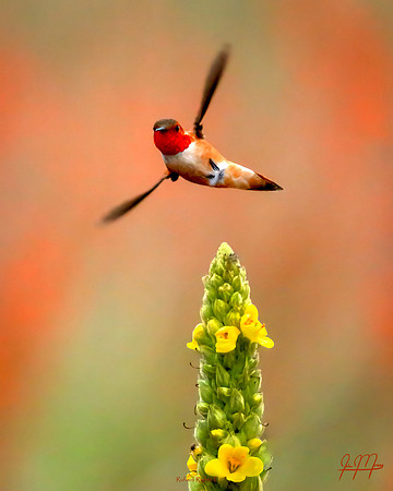 Rufous Rights II