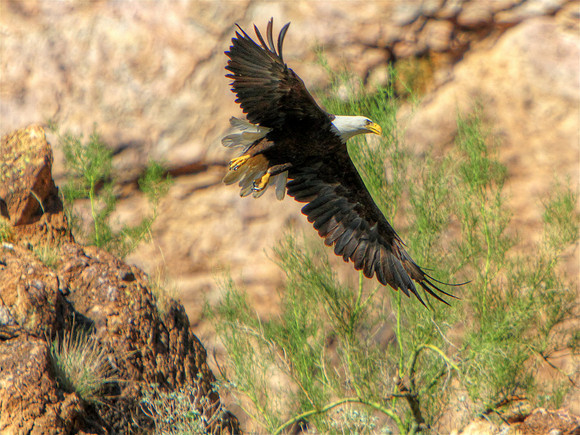 Eagle Helping Hands