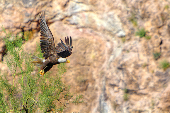 Bald Eagle Sonoran Success