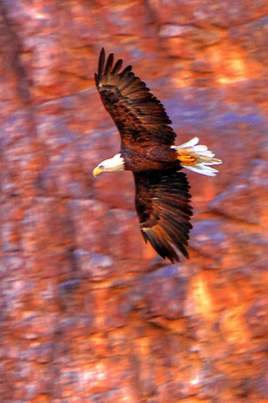 Bald Eagle Of The Southwest