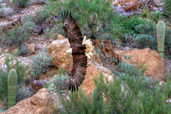 Sonoran Bald Eagle of Canyon Lake