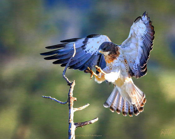 Return Of My Red-Tailed Rapture