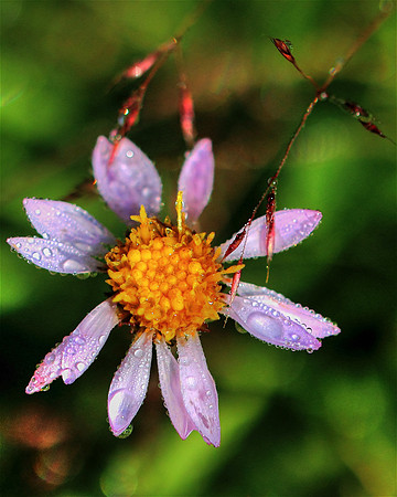 Dancing With Dew