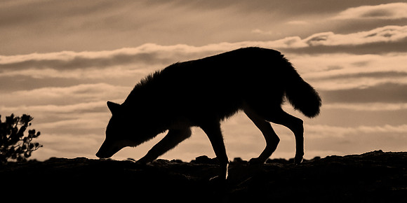 Coyote Lesson - Situational Awareness