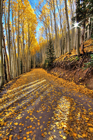 Autumn Morning Entity (canvas)
