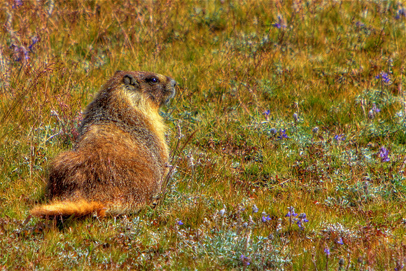 Freeze Marmot!