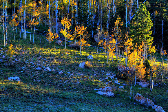 Early morning hath gold in its mouth
