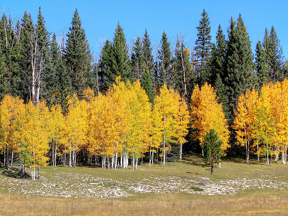Forest Meadow Guardians
