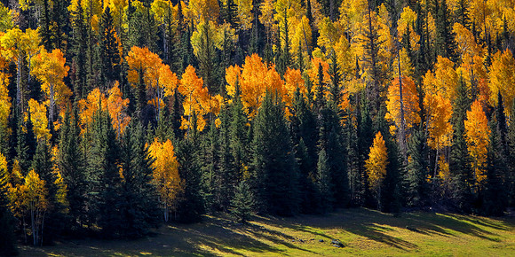 Torches Lighting The Way To Winter