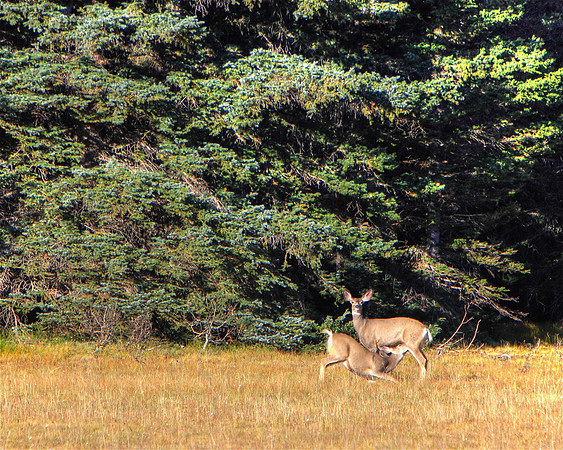 Nature's Lovely Grace
