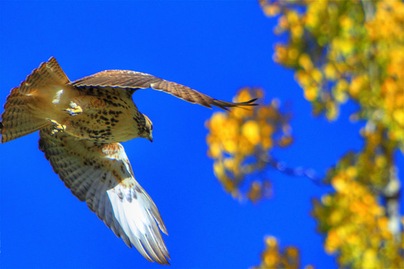 Seeking The Successive Autumns
