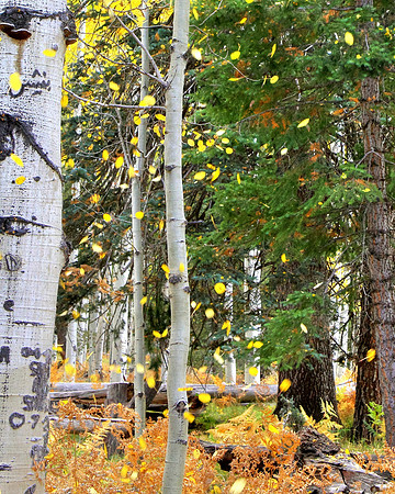 Bliss From Autumn Tree