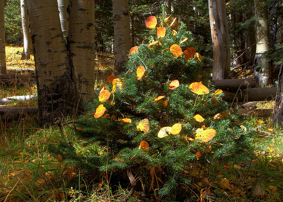 Pre-Christmas Autumnal Tree