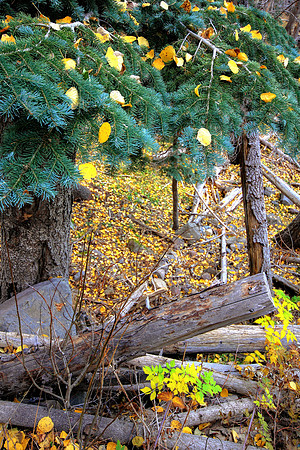 Autumn Forest Grace