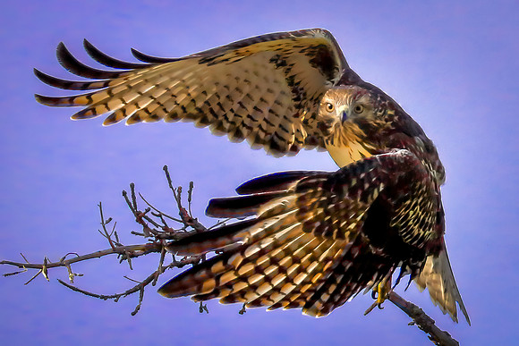 Red-Tailed Raptor Rapture