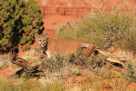 Encountering The Cougar