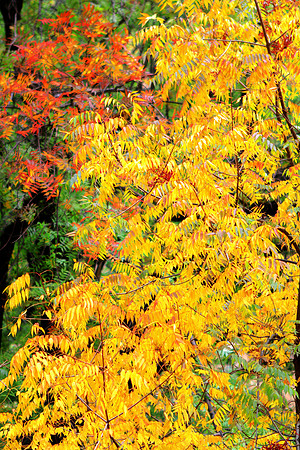 Beautiful Last Days Of Autumn