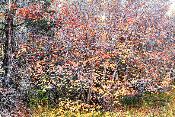 Shining On The Decay Of Autumn