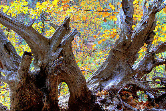 October Autumn Symphony