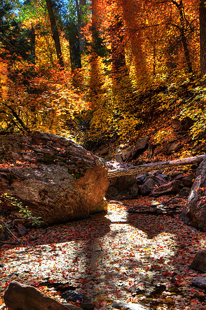 Autumn Harmony And Luster