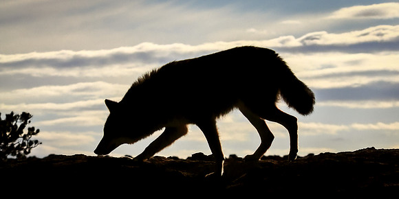 Coyote Lesson - Situational Awareness