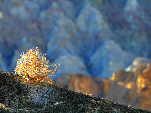 Death Valley Spinich