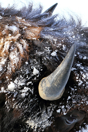 Hoarfrost Horns