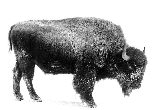 Ancient Symbol of Wild America