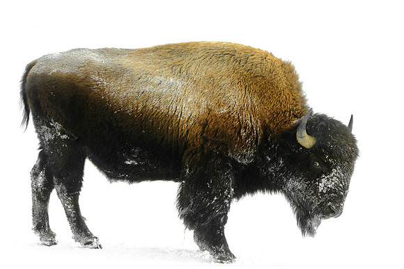Symbol of Wild America