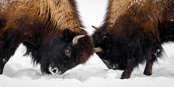 The Bison Winter Games